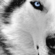 wolf, animals, wild animals, eyes, nose wallpaper
