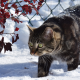 cat, snow, winter, branches, fence wallpaper