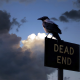 crow, sign, birds, animals, dead end wallpaper