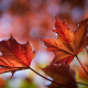 leaves, autumn, maple leaves, maple, nature wallpaper
