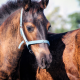 horse, muzzle, eyes, bridle, animals wallpaper