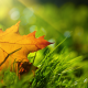 autumn, leaves, grass, nature, maple leaf wallpaper