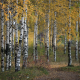birch, grove, autumn, forest, nature wallpaper