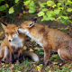 fox, animals, couple, tenderness, leaf wallpaper