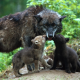 wolf, baby wolf and mom, animals wallpaper