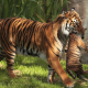 tiger, wild animals, animals, zoo, tiger kitten wallpaper