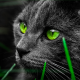 cat, animals, green eyes, grey cat wallpaper