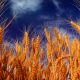 wheat, ears, nature, field wallpaper