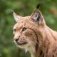 wild cat, lynx, muzzle, animals wallpaper