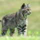 lynx, watching, wildcat, animals, kitty wallpaper