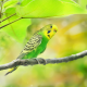 birds, parrot, tree, branch, leaves, bokeh, animals wallpaper