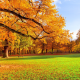 autumn, park, nature, leaf, grass, meadow wallpaper