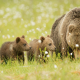 bear, bear cubs, meadow, brown bears, grass, animals wallpaper