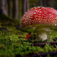 mushroom, forest, close-up, nature, amanita wallpaper
