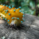 caterpillar, yellow caterpillar, insect, animals wallpaper