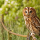 tawny owl, owl, bird, animals, brown owl, strix aluco wallpaper