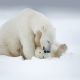 polar bear, snow, winter, bear, animals wallpaper