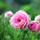 pink roses, roses, grass, flowers, nature wallpaper