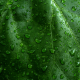 green, leaf, drops, water drops, macro, nature, close-up wallpaper