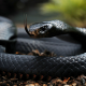 black mamba, snake, animals, tongue, scales wallpaper