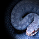 bush viper, snake, reptile, animals, scales, close-up wallpaper
