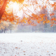 winter, fall, tree, snow, autumn leaf, first snow, nature, park wallpaper