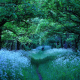 merseyside, england, thornton hough, wirral countryside, forest, tree, flowers, walking paths, nature, alley wallpaper
