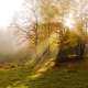 sun rays, tree, haze, carpathians, autumn, ukraine, nature wallpaper