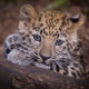 leopard, predator, animals, leopard cub, wild cat wallpaper