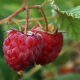 berry, raspberry, macro, food, nature wallpaper