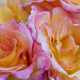 bouquet, roses, delicate, apricot color, flower, nature wallpaper