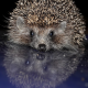hedgehog, needles, reflection, animals, cute, funny wallpaper