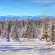 winter, snow, tree, alaska, landscape, nature wallpaper