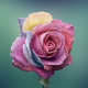 rose, bud, close-up, flowers, dew wallpaper