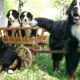 dog, puppies, truck, bernese mountain dog, puppy, animals wallpaper