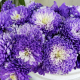 chrysanthemum, flowers, violet, nature wallpaper