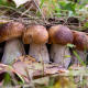 boletus, mushroom, nature, grass wallpaper