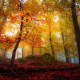 landscape, nature, forest, fall, colorful, trees, leaves, sunlight, mist wallpaper