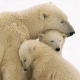 animals, polar bear, family, bear cubs, bear wallpaper