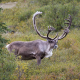 deer, animals, reindeer, horns wallpaper