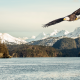 bald eagle, alaska, gulf, sea, mountains, bird, animals, nature wallpaper