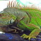 mexico iguana, reptile, iguana, animals wallpaper