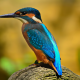 feathers, nature, bird, kingfisher, blue feathers, animals wallpaper
