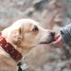 dog, friendship, trust, labrador, animals wallpaper