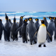 penguins, birds, water, swimming, sea, waves, animals wallpaper