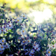 wildflowers, summer, sun, glare, blur, flowers, nature wallpaper