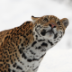 jaguar, look up, muzzle, animals, predator, winter, wild cat wallpaper