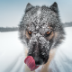 dog, winter, snow, animals, snowy muzzle, tongue wallpaper