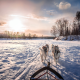 snow, winter, river, dog, husky, animals, sled wallpaper