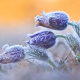 wildlife, photo, flowers, frost, spring, nature wallpaper